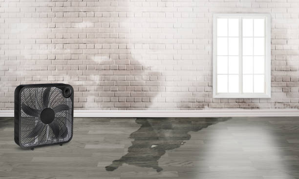Best Local water damage restoration  in East Aurora, NY